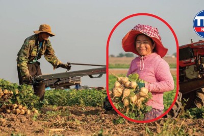 ការប្រមូលផលមើមប៉ិកួៈ នៅភូមិរការកណ្តាល ក្រុងក្រចេះ